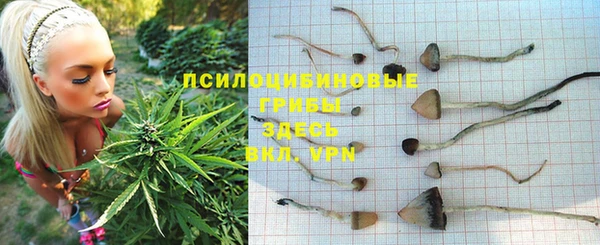 стаф Белокуриха
